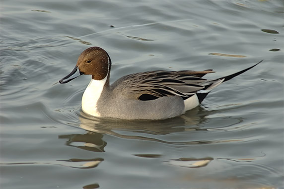pintail inspections about pintail duck